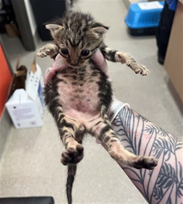 Shelter Stray Male Cat last seen Near BLOCK COVA DR, 3528 Newburg Rd, Louisville, KY 40218, USA
