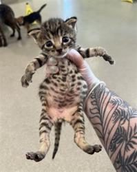 Shelter Stray Male Cat last seen Near BLOCK COVA DR, 3528 Newburg Rd, Louisville, KY 40218, USA