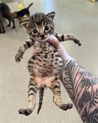 Shelter Stray Male Cat last seen Near BLOCK COVA DR, 3528 Newburg Rd, Louisville, KY 40218, USA