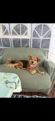 Reunited Male Dog last seen Brennan rd, Atlanta, GA 30316