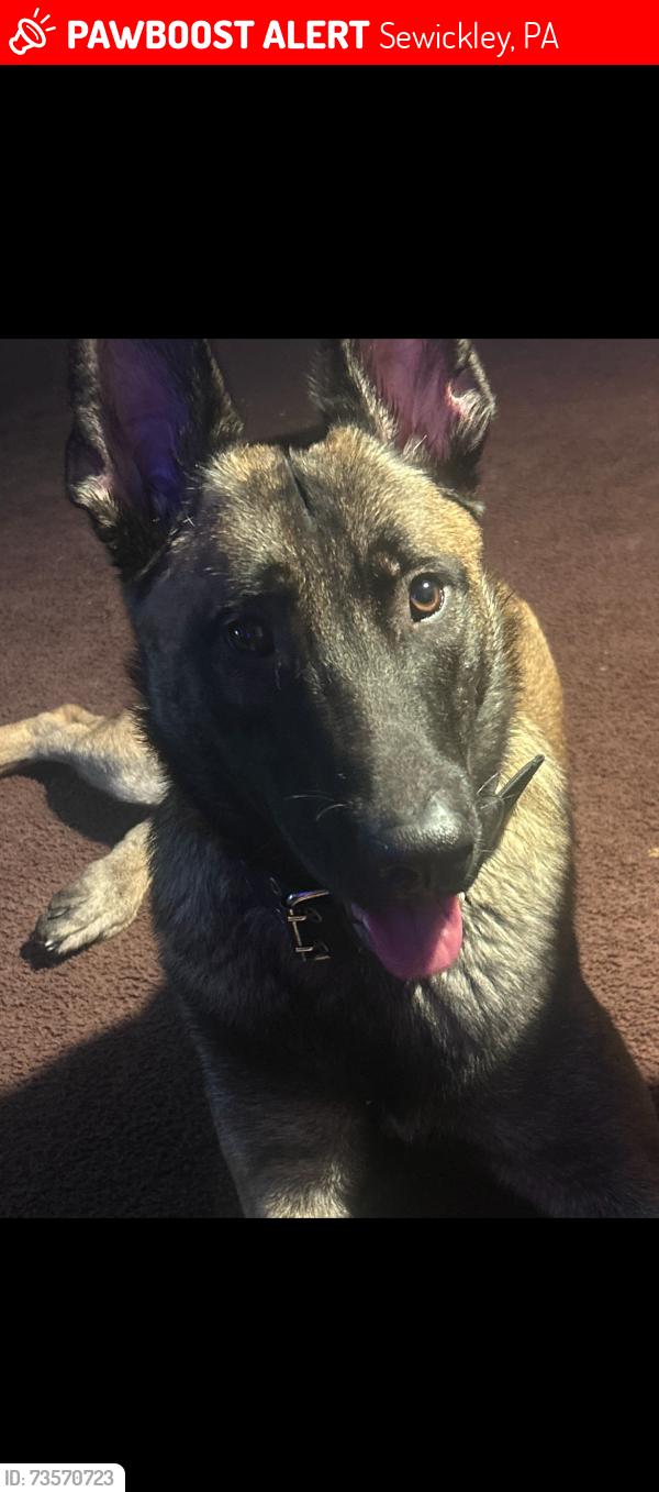 Lost Male Dog last seen The highway next, Sewickley, PA 15143
