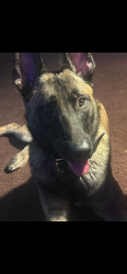Lost Male Dog last seen The highway next, Sewickley, PA 15143