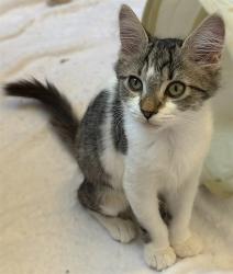 Shelter Stray Female Cat last seen ALTOS AVE & HAWTHORNE ST, 2127 Front St, Sacramento, CA 95818, USA