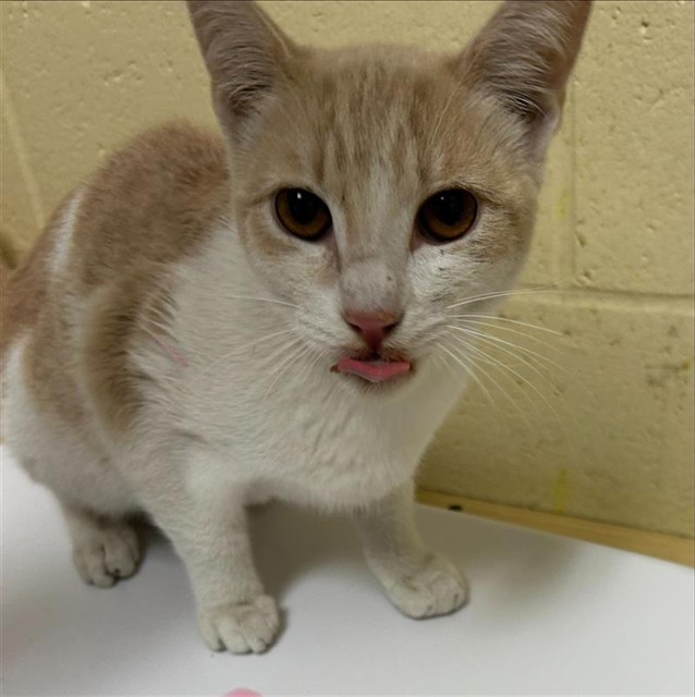 Shelter Stray Male Cat last seen TAYLOR ST & BELL AVE, 2127 Front St, Sacramento, CA 95818, USA