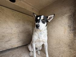 Shelter Stray Unknown Dog last seen Near BLOCK SW 26TH ST, OKLAHOMA CITY OK 73108, 2811 SE 29th St, Oklahoma City, OK 73129, USA