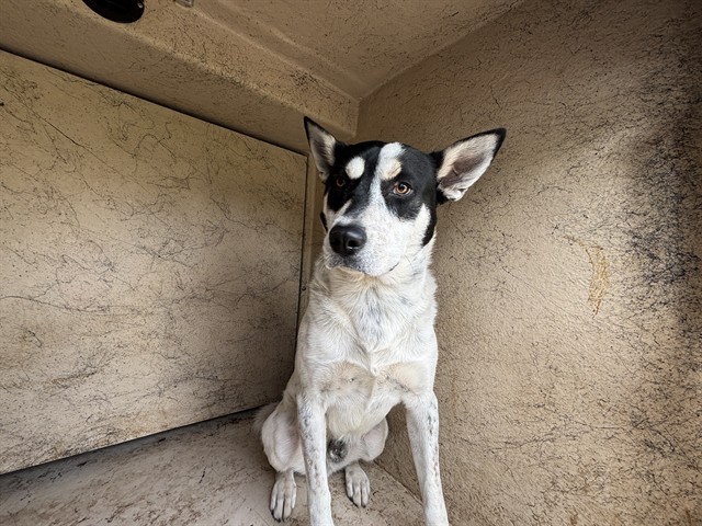 Shelter Stray Unknown Dog last seen Near BLOCK SW 26TH ST, OKLAHOMA CITY OK 73108, 2811 SE 29th St, Oklahoma City, OK 73129, USA