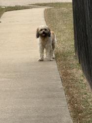 Found/Stray Male Dog last seen Mancuso Dr. and Flaxford Rd., Arlington, TX 76001
