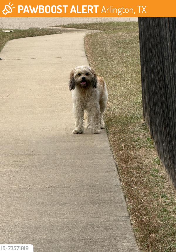 Found/Stray Male Dog last seen Mancuso Dr. and Flaxford Rd., Arlington, TX 76001