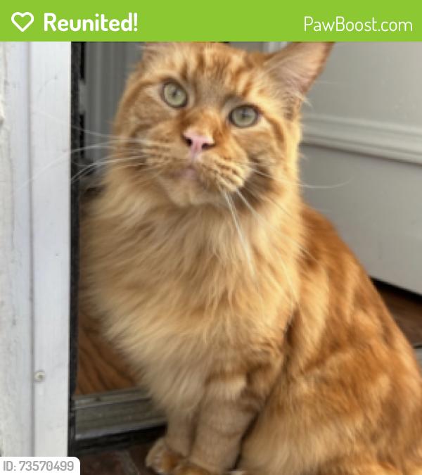 Reunited Male Cat last seen East 28th Street between Avenue W and X, Brooklyn, NY 11229