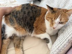 Reunited Female Cat last seen Stone Pier Dr Boynton Beach, FL 33472 United States, Boynton Beach, FL 33472