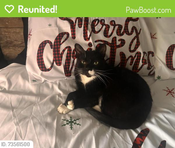 Reunited Male Cat last seen Union Hill, Cemetery, Lehighton, PA 18235