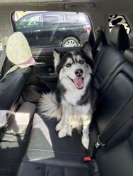 Found/Stray Female Dog last seen Madison ave, Memphis, TN 38112