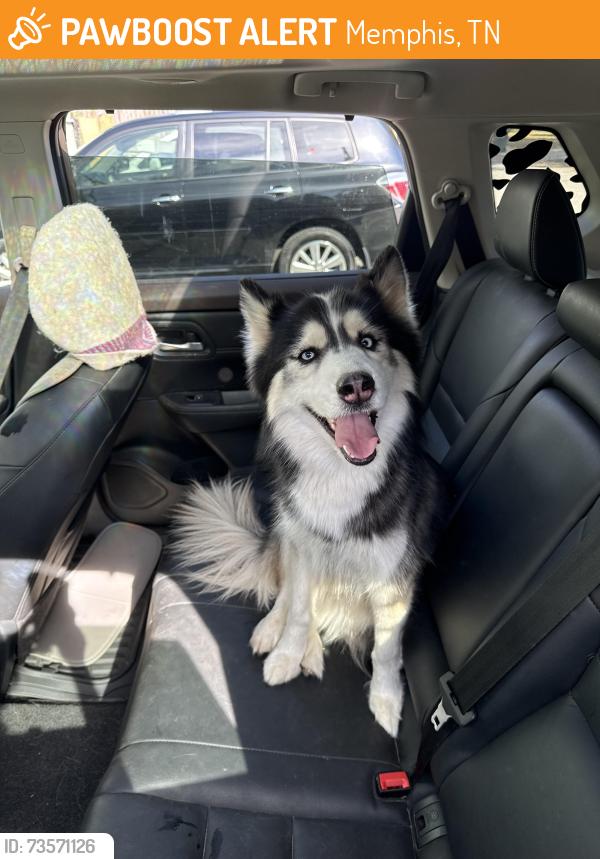 Found/Stray Female Dog last seen Madison ave, Memphis, TN 38112