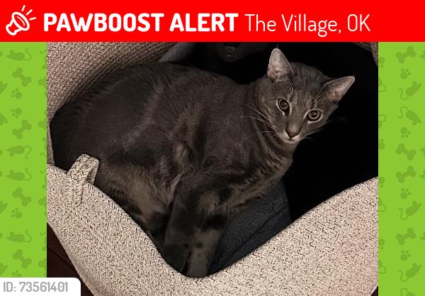 Lost Male Cat last seen Britton Rd and Waverly Ave, The Village, OK 73120