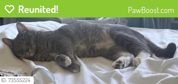 Reunited Male Cat last seen SW 170 Avenue and 95 Terrace, Miami, FL 33196