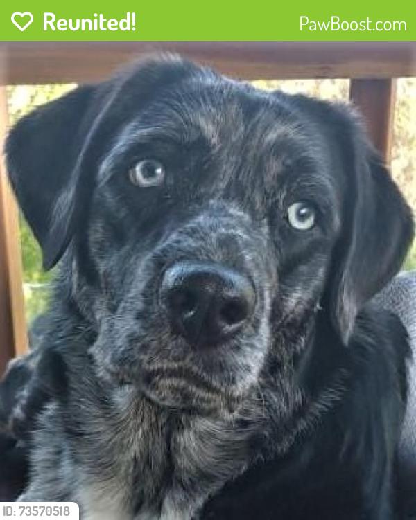Reunited Female Dog last seen Terra Way and Mauana Way Citrus Heights, Citrus Heights, CA 95610