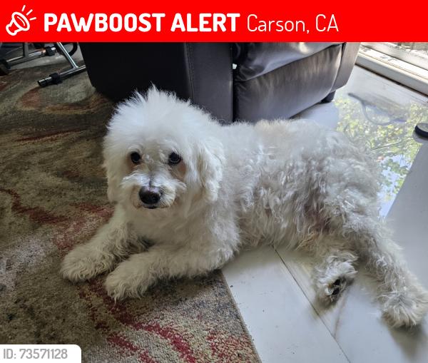 Lost Male Dog last seen Moneta and Shadwell, Carson, CA 90745