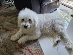 Lost Male Dog last seen Moneta and Shadwell, Carson, CA 90745