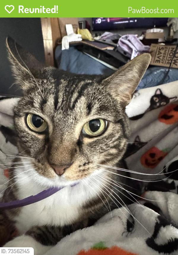 Reunited Female Cat last seen Hill and Euclid, DeLand, FL 32724