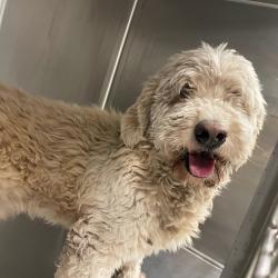 Shelter Stray Male Dog last seen Near State Avenue, DES MOINES, IA, 50317, Des Moines, IA 50313