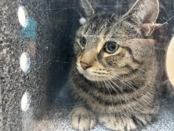 Shelter Stray Male Cat last seen Near Boller Avenue, BRONX, NY, 10475, 326 E 110th St, New York, NY 10029, USA