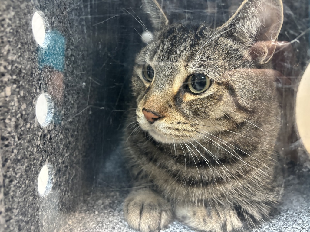 Shelter Stray Male Cat last seen Near Boller Avenue, BRONX, NY, 10475, 326 E 110th St, New York, NY 10029, USA