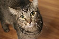 Reunited Female Cat last seen Deerfiled Ave & Penny Pines, Irvine, CA 92604