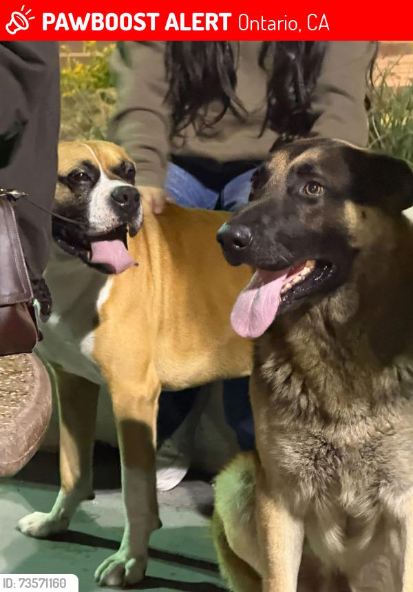 Lost Male Dog last seen In N Out Mountain & Philadelphia ONTARIO CA, Ontario, CA 91762