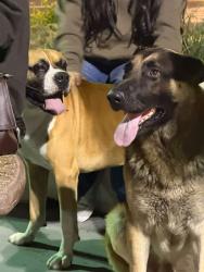 Lost Male Dog last seen In N Out Mountain & Philadelphia ONTARIO CA, Ontario, CA 91762