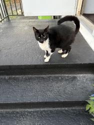 Found/Stray Unknown Cat last seen Teall ave, Syracuse, NY 13206