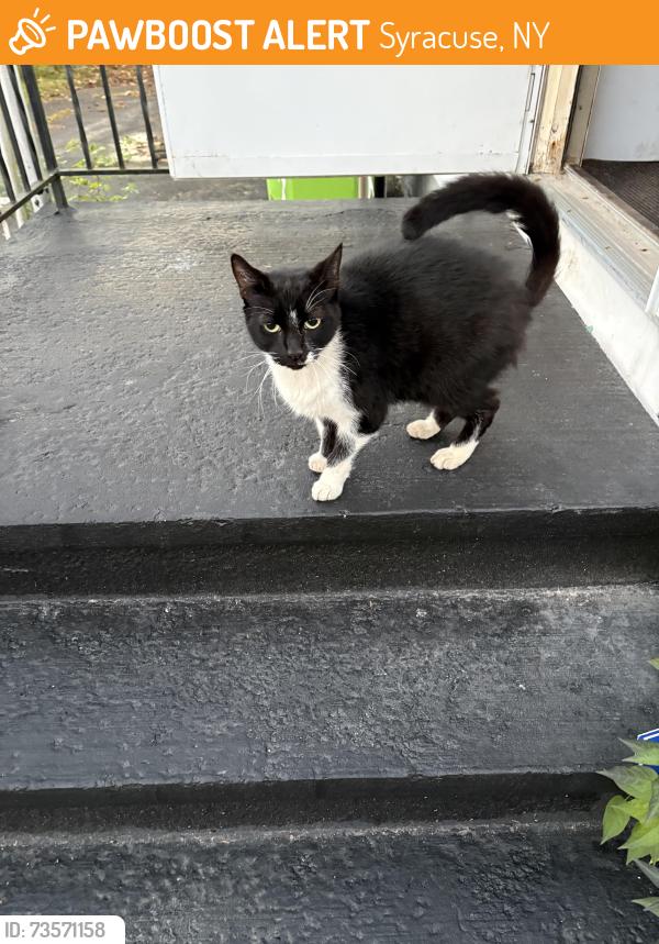 Found/Stray Unknown Cat last seen Teall ave, Syracuse, NY 13206