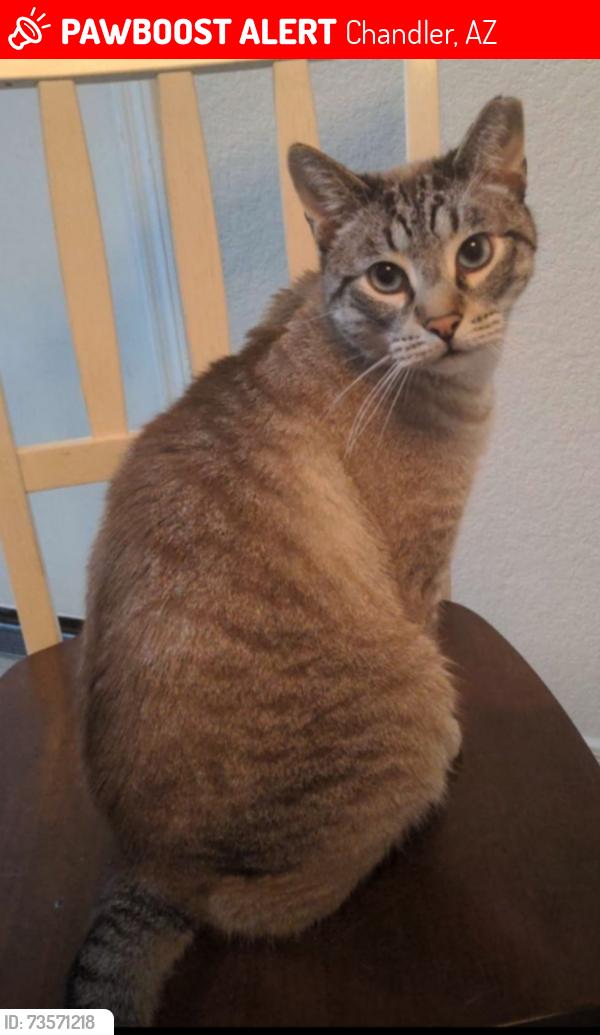 Lost Male Cat last seen Chandler and Cooper, Chandler, AZ 85225