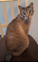 Lost Male Cat last seen Chandler and Cooper, Chandler, AZ 85225