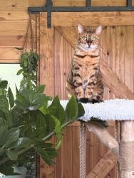 Lost Male Cat last seen S Johnson St, Alvin, TX 77511