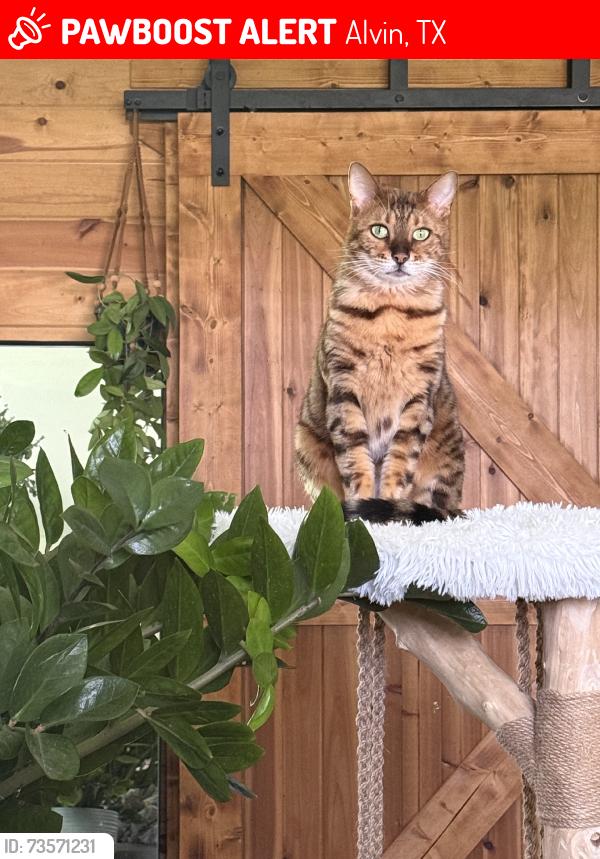 Lost Male Cat last seen S Johnson St, Alvin, TX 77511
