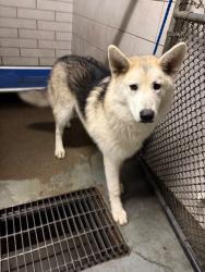 Shelter Stray Male Dog last seen Near Rocky Point Ct, Tracy, CA 95304, USA, 1575 S Lincoln St, Stockton, CA 95206, USA