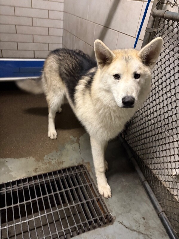 Shelter Stray Male Dog last seen Near Rocky Point Ct, Tracy, CA 95304, USA, 1575 S Lincoln St, Stockton, CA 95206, USA