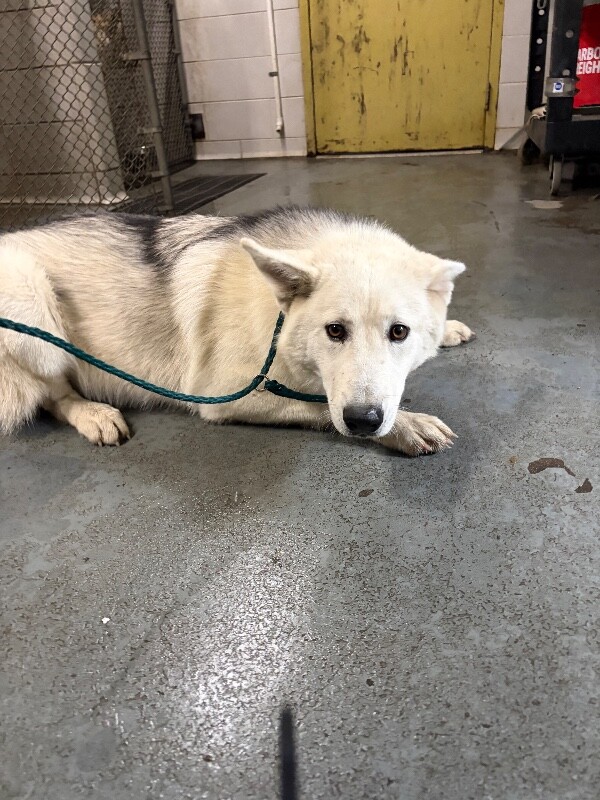 Shelter Stray Male Dog last seen Near Rocky Point Ct, Tracy, CA 95304, USA, 1575 S Lincoln St, Stockton, CA 95206, USA