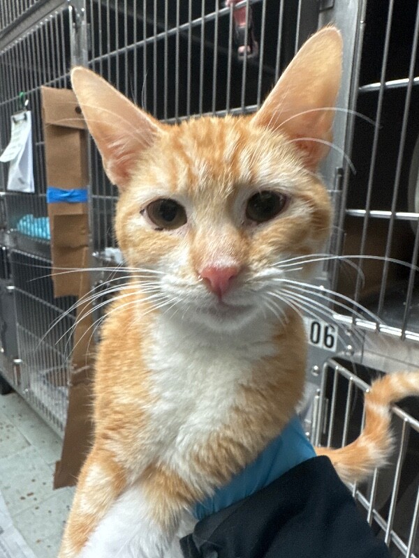 Shelter Stray Male Cat last seen Near S Lincoln St, Stockton, CA 95206, USA, 1575 S Lincoln St, Stockton, CA 95206, USA