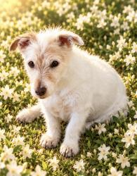 Lost Female Dog last seen Near, Baldwin Hills, CA 90008