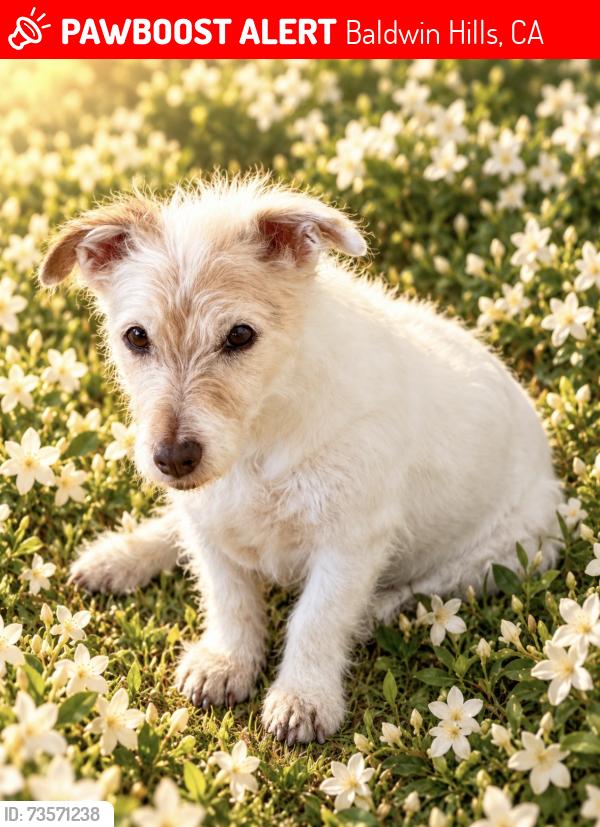Lost Female Dog last seen Near, Baldwin Hills, CA 90008