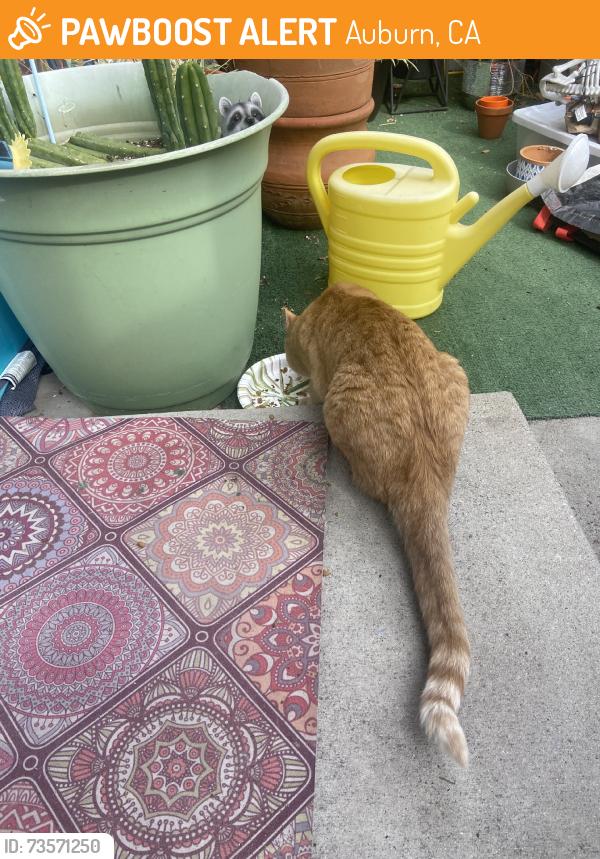 Found/Stray Unknown Cat last seen Baker and cake maker, Auburn, CA 95603