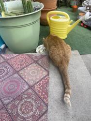 Found/Stray Unknown Cat last seen Baker and cake maker, Auburn, CA 95603