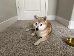 Reunited Female Dog last seen Pleasant Grove Community Church — Fiddyment & Pleasant Grove Blvd., Roseville, CA 95747