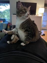 Reunited Female Cat last seen Crown hill community center, Seattle, WA 98117