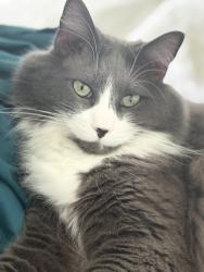 Lost Male Cat last seen Summer lake, Warrenville, IL 60555