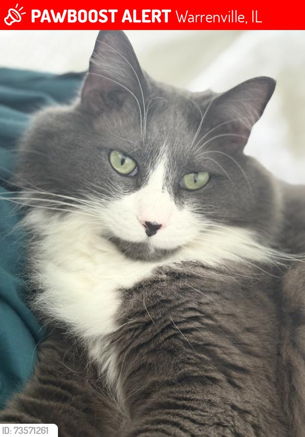 Lost Male Cat last seen Summer lake, Warrenville, IL 60555