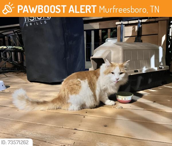 Found/Stray Unknown Cat last seen Gloria and Catherine st, Murfreesboro, TN 37129