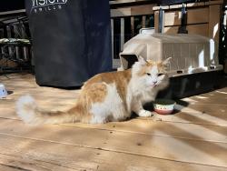 Found/Stray Unknown Cat last seen Gloria and Catherine st, Murfreesboro, TN 37129