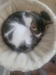 Reunited Female Cat last seen Sydney. Street, Burton upon Trent, England 